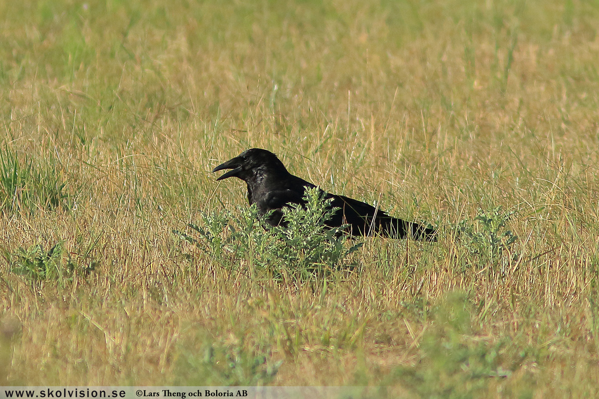 Korp, Corvus corax